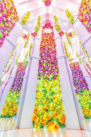 あしかがフラワーパークのイルミネーション2020「光の花の庭」開催！