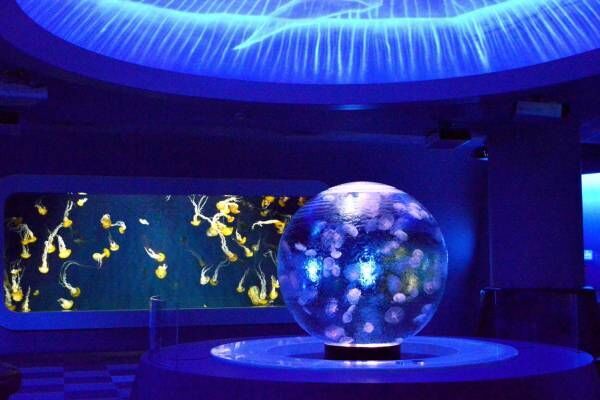 新江ノ島水族館の冬季スペシャルイベント「ジュエリウム」期間限定開催！