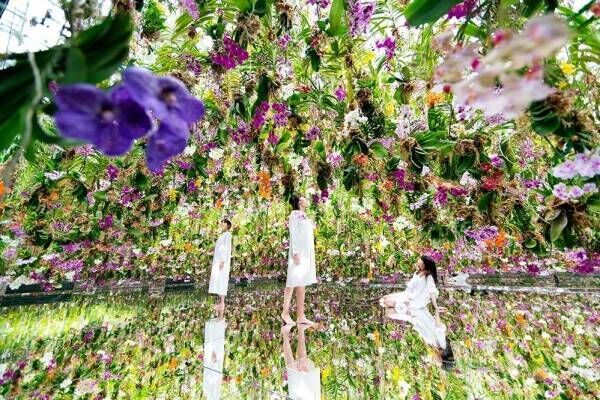 東京・豊洲「チームラボプラネッツ TOKYO DMM」13,000株のランの花に埋め尽くされる新エリアオープン！