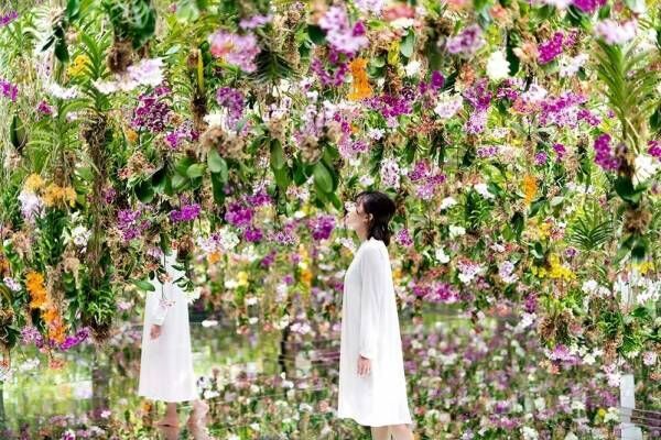 東京・豊洲「チームラボプラネッツ TOKYO DMM」13,000株のランの花に埋め尽くされる新エリアオープン！