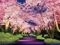 東京・よみうりランドで桜イベント「夜桜ジュエルミネーション」開催！