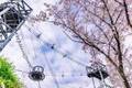 神奈川・相模原 に2,500本の桜が咲き誇るお花見イベント「さがみ湖桜まつり」開催！