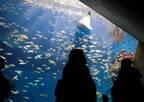 鴨川シーワールドで夜の水族館探検「ナイトアドベンチャー」期間限定で開催！