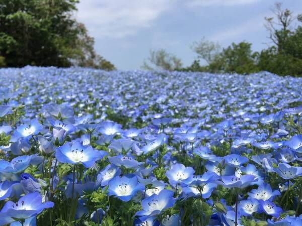 神奈川・横須賀市くりはま花の国にてフラワーイベント「ポピー・ネモフィラまつり」開催！