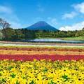 富士河口湖で夏の花イベント「虹の花まつり」初開催！