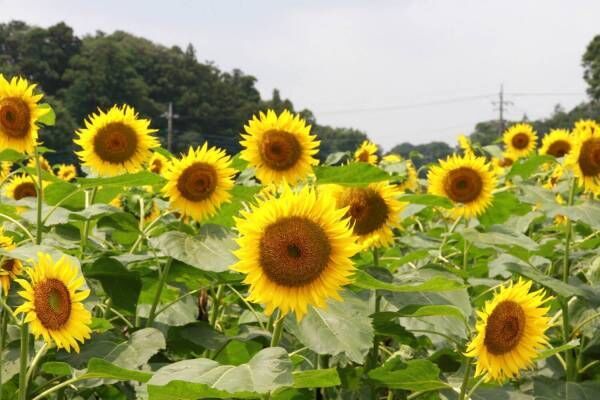 千葉県・あけぼの山農業公園ではヒマワリの見頃に合わせたイベント「サマーウィーク」開催！