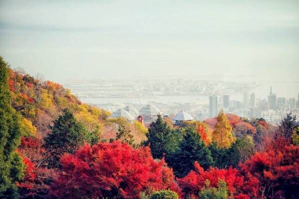 「神戸布引ハーブ園／ロープウェイ」にて秋の期間限定イベント開催！