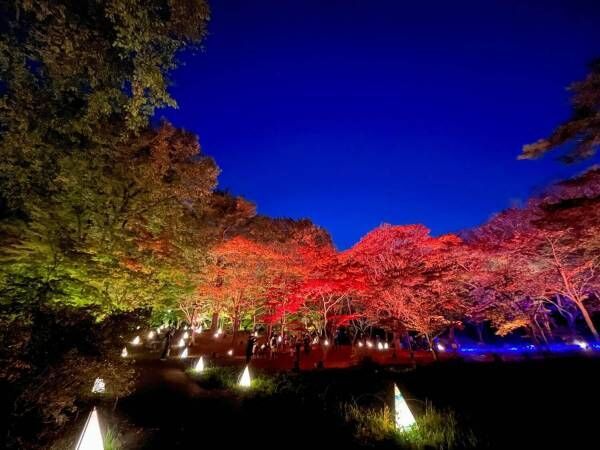 埼玉・国営武蔵丘陵森林公園にてのライトアップイベント「紅葉見ナイト」開催！