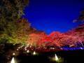 埼玉・国営武蔵丘陵森林公園にてのライトアップイベント「紅葉見ナイト」開催！