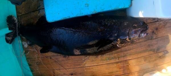 池袋・サンシャイン水族館”深海生物”にフォーカスしたイベント「ゾクゾク深海生物2023」開催！