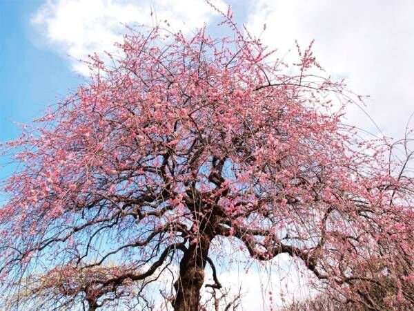 大阪「万博記念公園 梅まつり」約680本の梅が咲くイベント