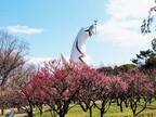 大阪「万博記念公園 梅まつり」約680本の梅が咲くイベント