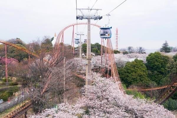 「よみうりランド」では、桜のライトアップイベント開催！