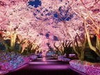 「よみうりランド」では、桜のライトアップイベント開催！