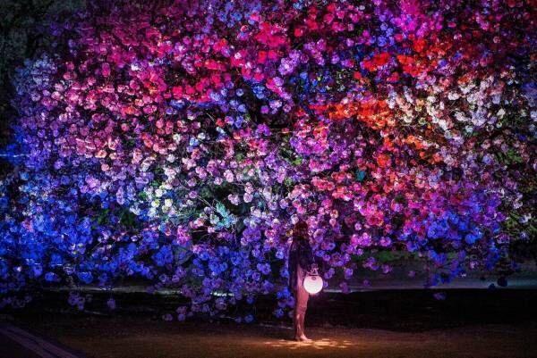 新宿御苑×ネイキッドの夜桜ライトアップ「NAKED桜の新宿御苑2023」