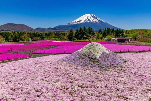 約50万株の芝桜×富士山の絶景が楽しめる「2023富士芝桜まつり」