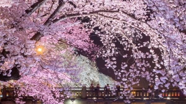 「第38回ふくい桜まつり」福井市内の桜が一斉に開花