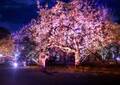 京都・二条城のライトアップ「ネイキッド フラワーズ 2023 桜」開催！
