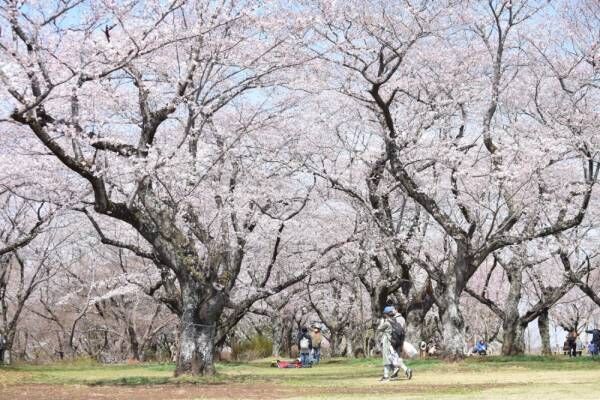 千葉県柏市・あけぼの山農業公園にてチューリップと桜の見頃に合わせた「スプリングウィーク」開催
