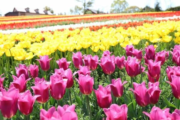 「堺・緑のミュージアム ハーベストの丘」9万本のチューリップが開花！