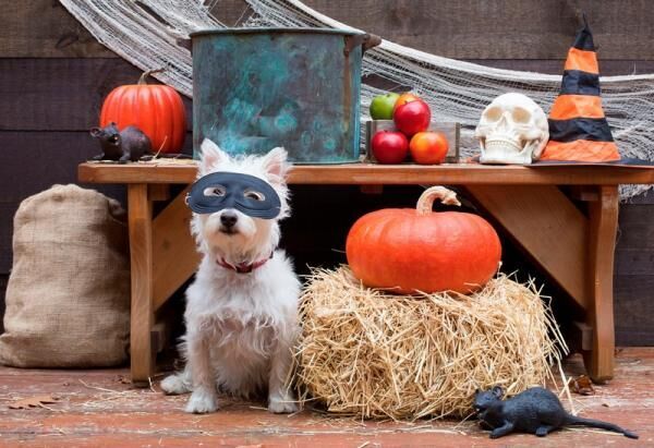 街に魔法がかかる2日間〜実は東京ハロウィンイベントの老舗！ハロウィンin多摩センターで“Trick or Treat”