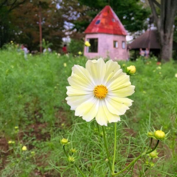 “シンゴジラのベンチ”を探しだだっ広い昭和記念公園をひたすらさまよった結果写真が125点にのぼり収拾がつかなくなった件。