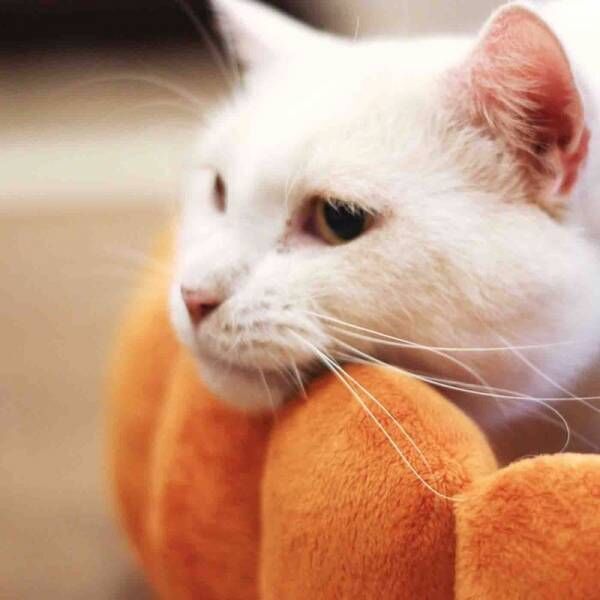 ネコちゃんがフルーツタルトでスヤァ。かわいい猫用クッションを見つけた！