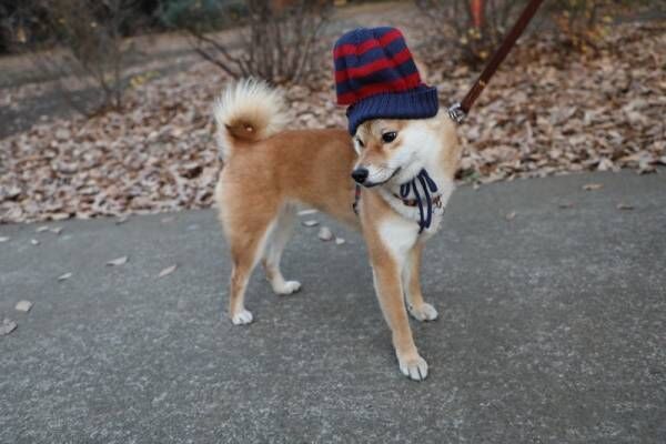 ダイソー 犬用ファッショングッズを見つけた 柴犬さくらの冬のおでかけコーデ 17年12月19日 ウーマンエキサイト 2 2