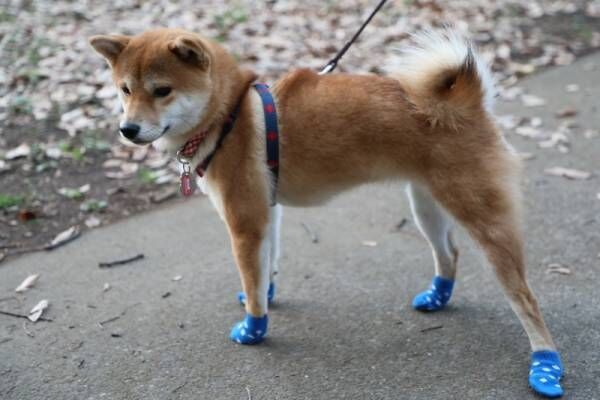 【ダイソー】犬用ファッショングッズを見つけた！柴犬さくらの冬のおでかけコーデ