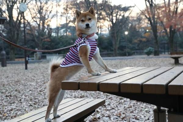 【ダイソー】犬用ファッショングッズを見つけた！柴犬さくらの冬のおでかけコーデ