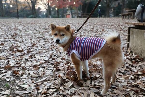 ダイソー 犬用ファッショングッズを見つけた 柴犬さくらの冬のおでかけコーデ 17年12月19日 ウーマンエキサイト 1 2