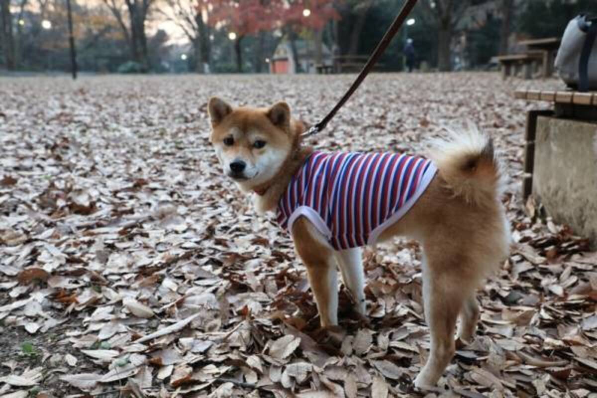 ダイソー 犬用ファッショングッズを見つけた 柴犬さくらの冬のおでかけコーデ 17年12月19日 ウーマンエキサイト 1 2