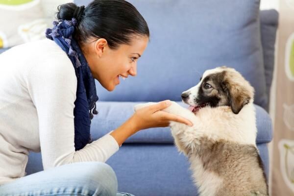 ペットを飼う際にチェック！一人暮らしでも飼育できるおすすめペットをご紹介