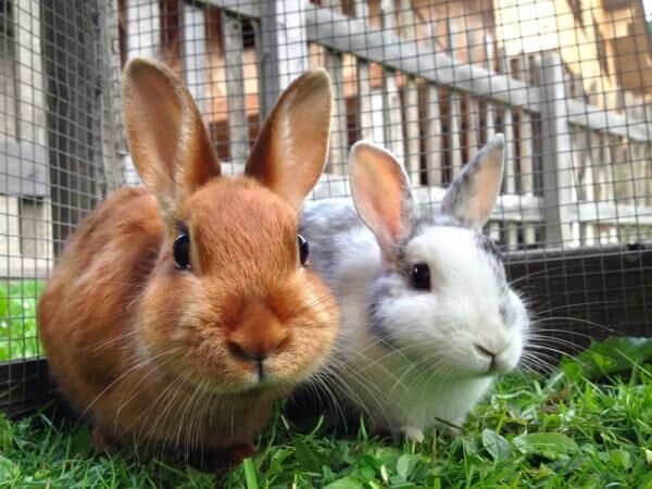 ペットを飼う際にチェック！一人暮らしでも飼育できるおすすめペットをご紹介