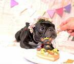 うちの子がケーキに!?そっくりでかわいい犬用ケーキで、ワンちゃんと記念日をお祝いしよう♪