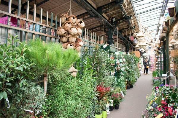 【ヨーロッパ紀行】フランス旅行で立ち寄りたい！パリ・シテ島のかわいい小鳥市♪