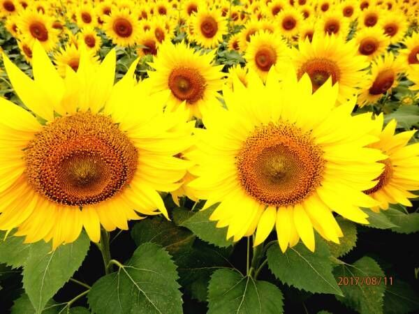 8月7日は「花の日」♡ひまわりやハイビスカスなど夏を彩るお花フォトまとめ