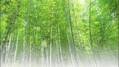 インテリアに竹を。創業124年を誇る〔竹虎〕の伝統的な竹製品の魅力に迫ります♪