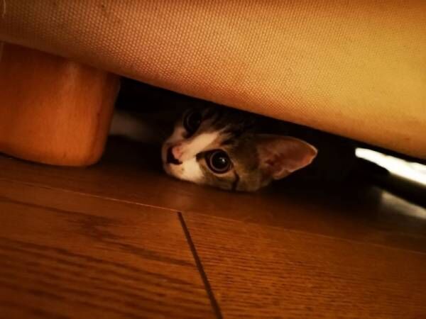 【Today's photo 2018/08/28】狭い場所が大好きなネコちゃんは……ソファの下からひょっこり♡