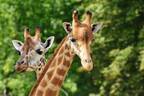 ズーラシアや東武動物公園など関東の動物園を4選で紹介！