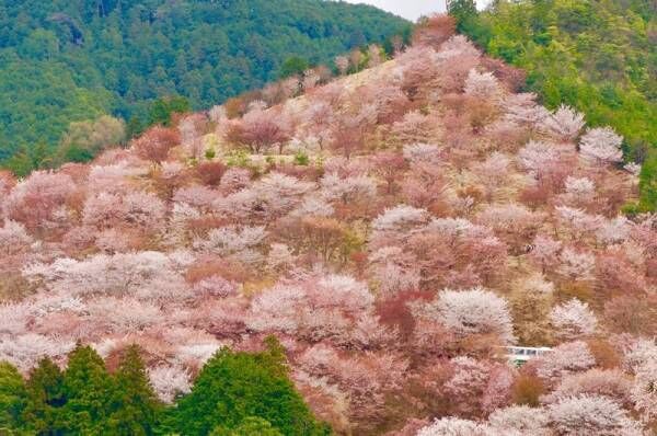 人生で一度は訪れたい！日本の「桜の名所」とおすすめお宿5選