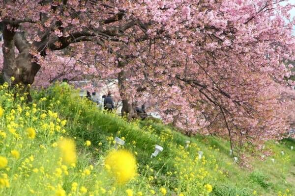 人生で一度は訪れたい！日本の「桜の名所」とおすすめお宿5選