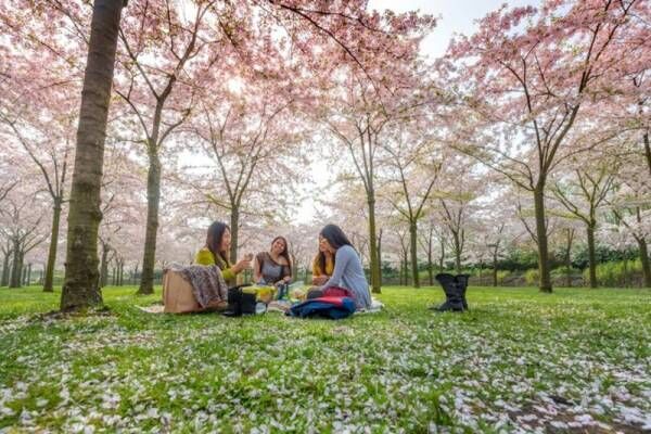 お花見に！春の行楽に！キュートな桜のお弁当グッズを持って家族でおでかけしよう♪