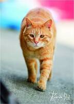 【2月22日発売】〔フェリシモ猫部〕でグッズを手に入れて地域猫ちゃんを救おう！【#地域猫チャリティー2019】