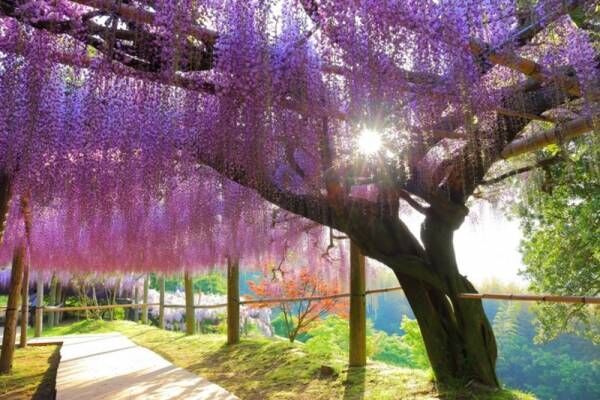 一度は見ておきたいほどの絶景！日本の「花の名所」とおすすめお宿5選