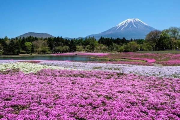 一度は見ておきたいほどの絶景！日本の「花の名所」とおすすめお宿5選