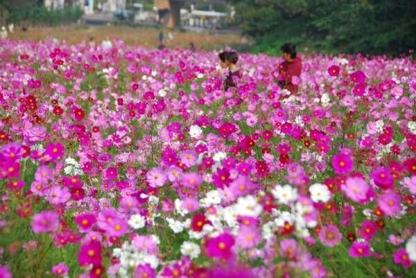 【関東】約100万本のコスモスが咲き乱れる！《くりはま花の国》の「コスモスまつり」