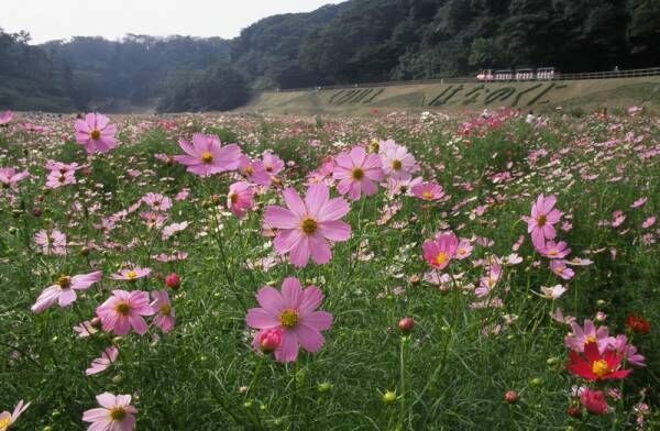 【関東】約100万本のコスモスが咲き乱れる！《くりはま花の国》の「コスモスまつり」