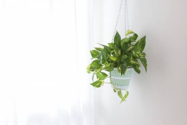 初心者OKの観葉植物4選！おしゃれな飾り方、購入時の注意点とは？
