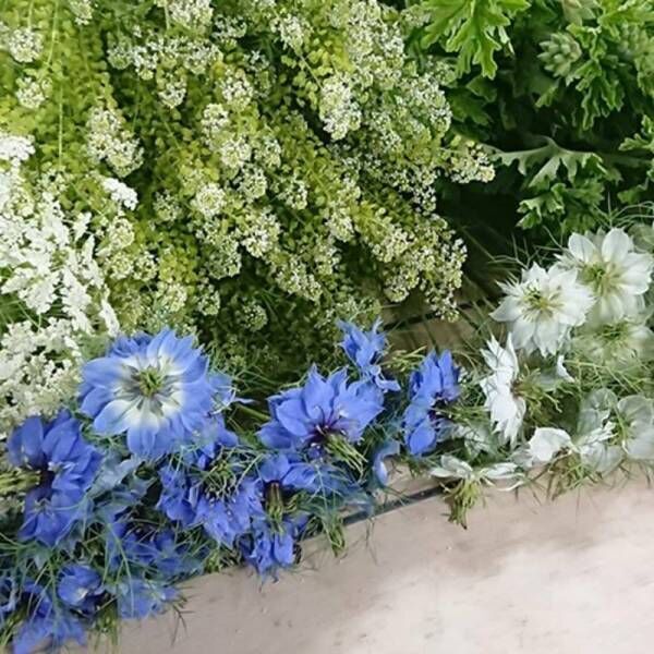 [青山フラワーマーケット] 花を産地からお客様のご自宅へ直送するサービスを開始